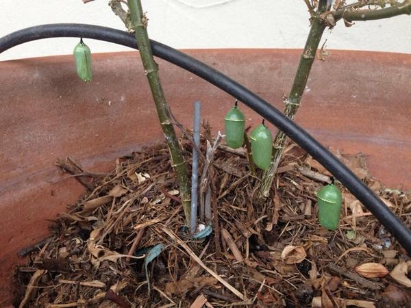 Nancy_Baron's tweet photo. Monarchs declined 90% due to Roundup says Curry. My tiny bit: plant milkweed.Recent pic fr my yard in CA #NACCB2014 http://t.co/kiPMl9mzQU