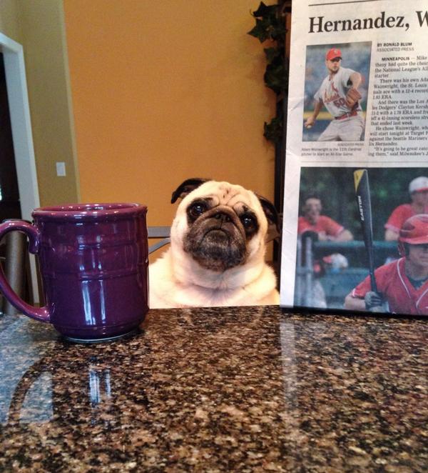 Spankythepug's tweet image. #pugchat A1 In the morning, I usually find Spanky already up having coffee and reading the morning paper.