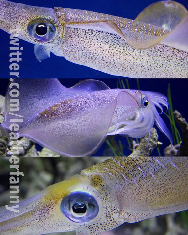 MontereyAq's tweet photo. <3! MT @leatherfanny: Fave cephs on exhibit: bigfin reef squid! Can't stop staring at chromatophores. #MBAtentacles http://t.co/Rw4AhVCH6q