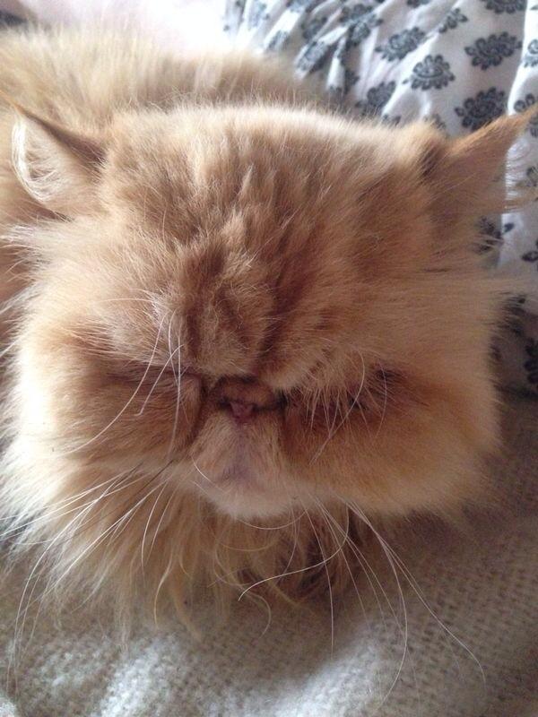 parrymaggie's tweet photo. Lola http://t.co/aNuCzhcfyD