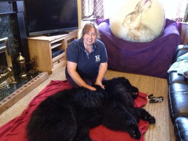 PawDimensions tweet picture