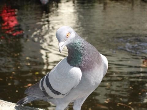PigeonJon's tweet photo. Everyone has that one Dickhead Friend who insists on posing in every Photo. http://t.co/cyMmKhpqCA