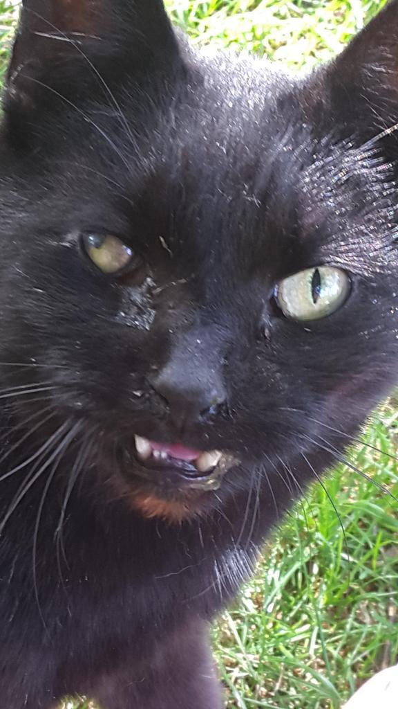 RawwShaww's tweet image. This is my cat, Alex. I don't let him in the house anymore.