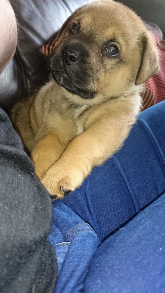 STITCH1987's tweet photo. My gorgeous boy diesel. Growing way too quick #furbaby http://t.co/qDop47CncX