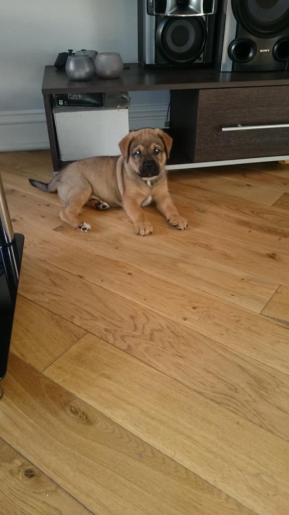 STITCH1987's tweet photo. My gorgeous boy diesel. Growing way too quick #furbaby http://t.co/qDop47CncX