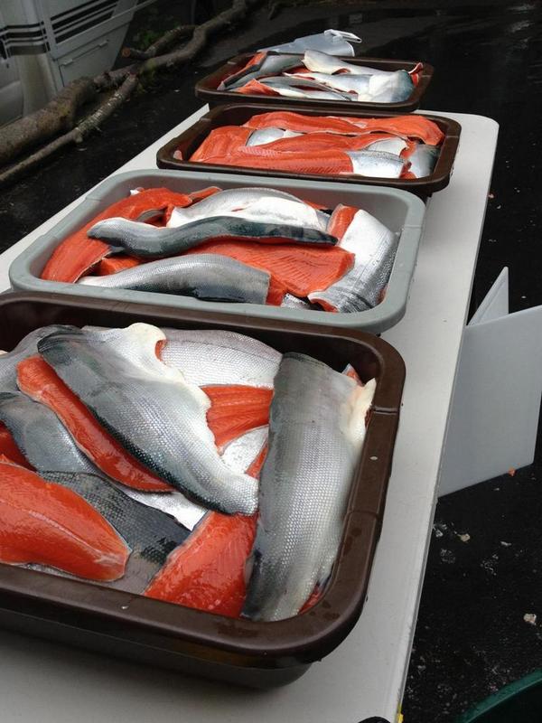 stevenrinella's tweet photo. My brother who picked all those morels just dipnetted this load of salmon. And I'm stuck trying to find a new house! http://t.co/13JpoCv7rb
