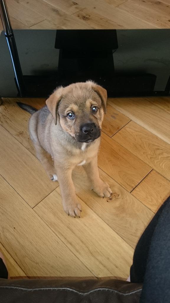 STITCH1987's tweet photo. My gorgeous boy diesel. Growing way too quick #furbaby http://t.co/qDop47CncX
