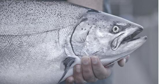 DonovanCooke's tweet photo. But we'll be back at 12pm for your dining pleasure. #freshseafood #catchoftheday http://t.co/qEQsnzVeJi