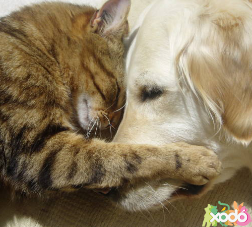 xodo_com_vc's tweet photo. "O que mais me atrai nos animais é que eles não usam palavras...Eles usam sentimentos!" Chico Xavier http://t.co/oZR51nHhO1