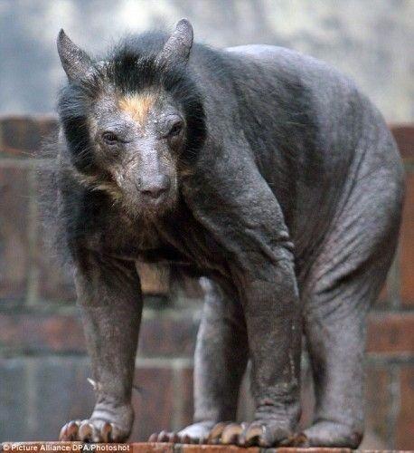 Rarest Animals on Twitter: Rarest Animals on Twitter: