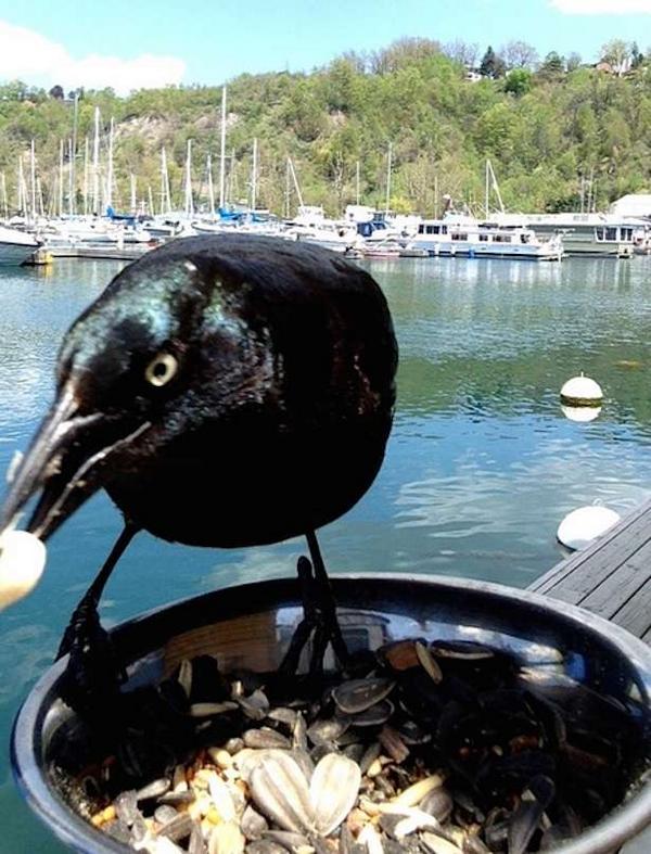 Park_People's tweet image. Amazing photos from a 'bird photo booth' at Bluffer's Park &amp;gt;  bit.ly/1rrGJ7D via @torontosawesome #parkTO