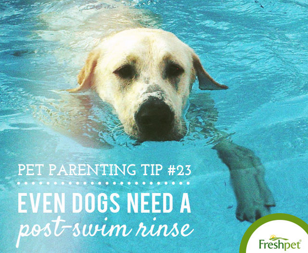 Freshpet's tweet photo. Does your dog love to take a dip in the pool? Give her a rinse to get the chlorine out post-swim! #petparenttips http://t.co/0Px6wkGY1l