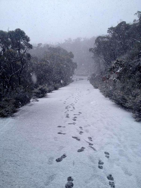 BestsWines's tweet photo. It's chilly in the #Grampians today, and by chilly we mean #snowing! This was taken at Mt William an hour ago. http://t.co/s4soQRO216