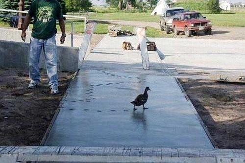 gripsetbetta's tweet photo. That would make for a #happytradie! #not #tradielife #animalsonsite #whatcanyoudo http://t.co/NdJvl4fSWD