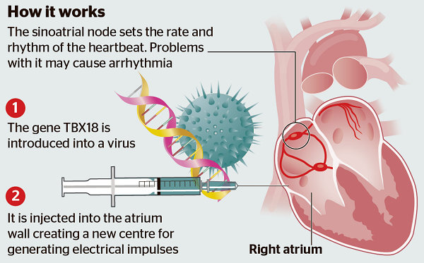thetimes's tweet photo. Scientists have developed a biological alternative to the electronic pacemaker http://t.co/Jqn0Y4OJYh

How it works: http://t.co/HzuDL9kYg8