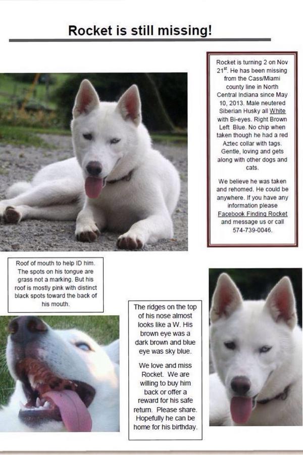 FindingRocket's tweet photo. https://t.co/yZhqjJd4QT               Help find Rocket, go to Facebook Finding Rocket for details ... Please share http://t.co/n6rMXVW02q