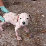 Photo by Second Chance Rescue (@scarprorg)