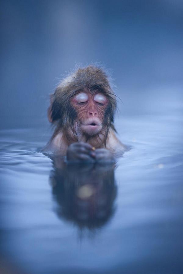 RarestAnimaIs's tweet photo. This is a Japanese Snow Monkey settling into a hot spring bath http://t.co/azwzr8Nuwu