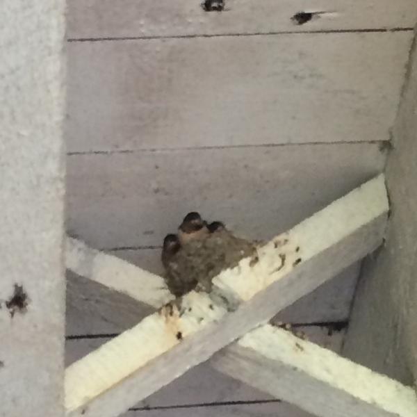 EventsNPC's tweet photo. Here are a few of our resident birds! These particular swallows are living in the rafter... http://t.co/u5B4AUgSkG http://t.co/ikhQ1wKe1Q