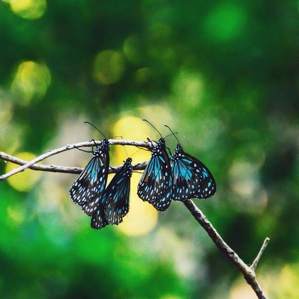Queensland Australia on Twitter "Beautiful Tiger Blue Butterflies at