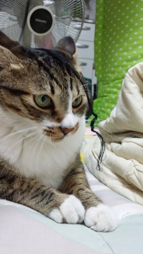 HeiMa_'s tweet photo. @IBGDRGN 고양이계의 패셔니스타 내가 바로 GD냥 http://t.co/AnN87zbofv