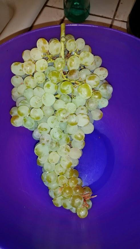 Fresh off of our home vine this morning.