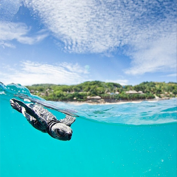 OMFGWorld's tweet photo. Baby Sea Turtle, Indonesia: http://t.co/ypCMxX4jEX