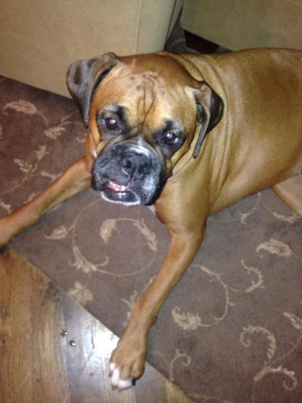 shmaley_shmoom's tweet image. If you think I get crazy after eating candy you should see Bella after eating half a bag of Hershey kisses #crackdog