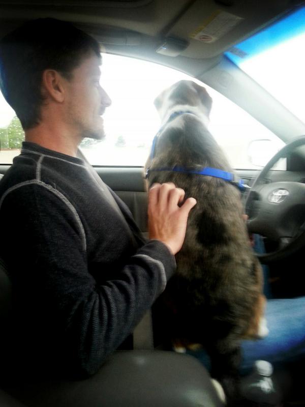 breesteffen's tweet image. Nothing more interesting than driving down the highway with a 50-pound dog in your lap. #Byron #scaredofthunder