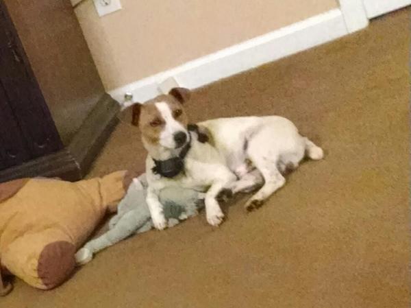 ljade_elliott's tweet photo. I have a male 3 year old Jack Russell puppy dog free to a good home. Let me know if you're interested. http://t.co/a7nkW6qmRg