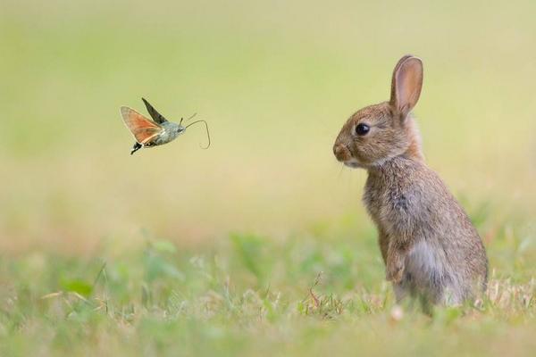 Gabriele_Corno's tweet image. Rabbit and the butterfly by Stefanegautier