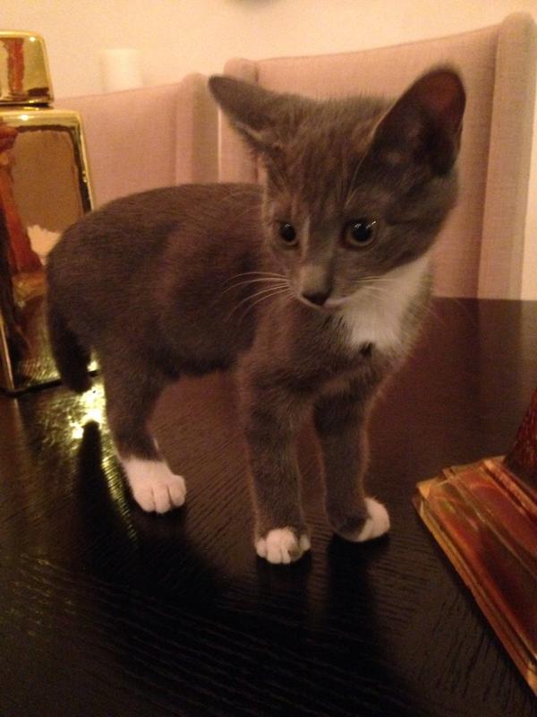 ashleyaguayo16's tweet image. i miss jerrryyyy #favkitty #IDontLikeCats