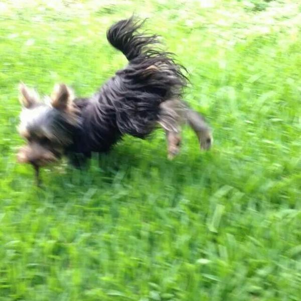Shi_Kaka's tweet photo. @MrSilverScott This is how my nephew runs #CallMe #sillyyorkienephew #HiStewieandGracie http://t.co/4hhYlSpk0B