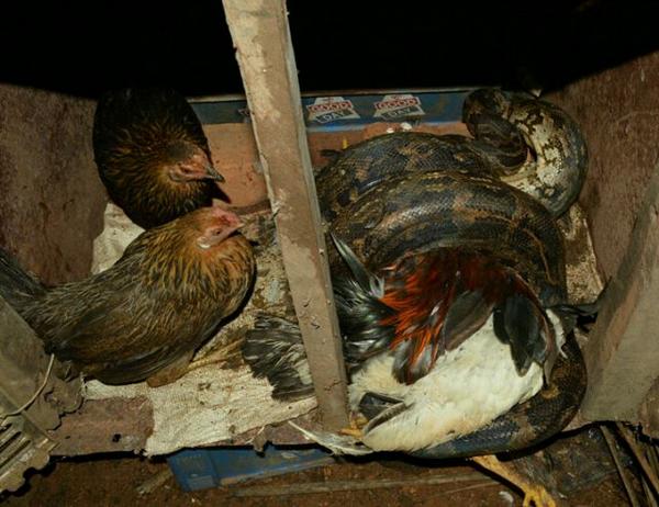 IndianSnakes's tweet image. #MasterPredator #IndianRockPython in a poultry cage in Goa. Image by @IndianSnakes FB group member @SudeshGaonkar.
