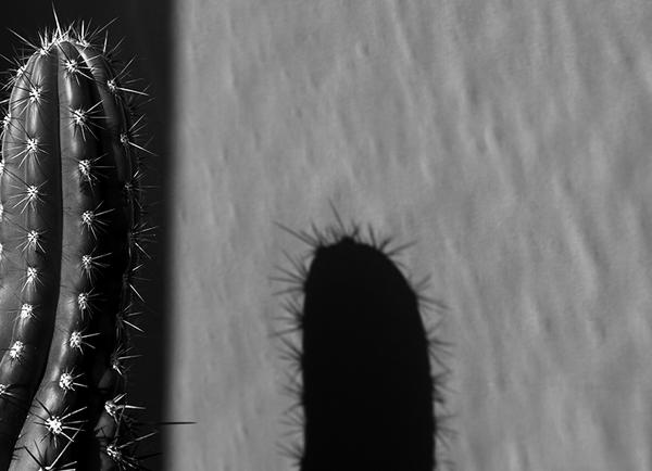 stainlessmike's tweet photo. 'Tactfull cactus by your window,
Surveys the prairie of your room.

The sun has driven it mad! http://t.co/tTYXiaWUNw