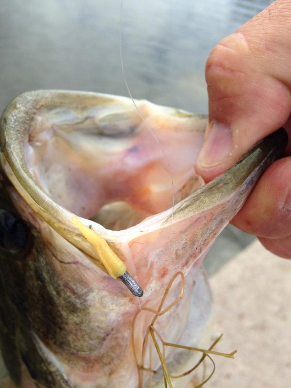 TsFishman's tweet image. 4Lb test. 1/32 jig. 1000 stradiic. UL Presso