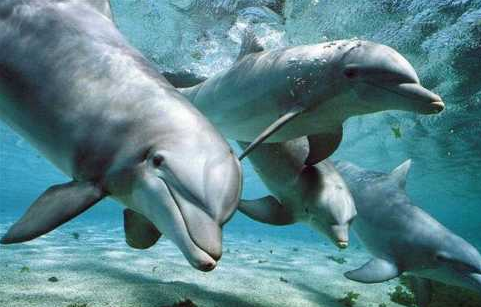 Pescatori in problema con i Delfini nelle Isole Eolie