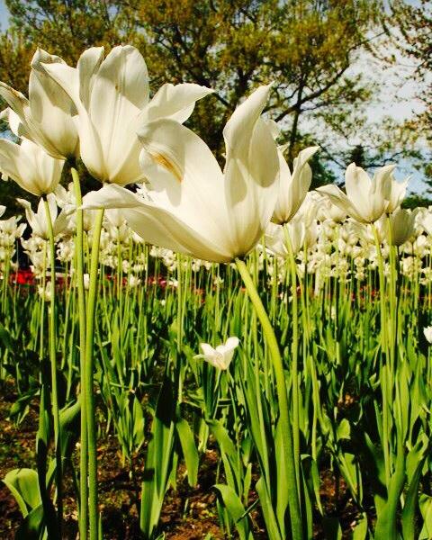 Holly W 🇨🇦Canada🇨🇦Not 51st🇨🇦 tweet media