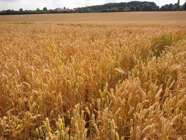 more 'unproductive' farmland in east #kettering. To be replaced by 500 people + 400 cars #sustainability #population