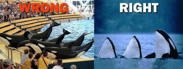 OP_Society's tweet image. Hey @Groupon - stop promoting SeaWorld! 
chn.ge/1nf43q5