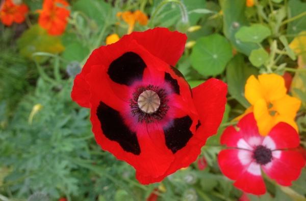 A ladybird poppy from one of the first sowings - what a beauty!