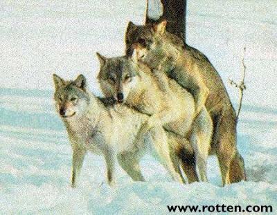 ErikStene's tweet image. @EllisMate this is what the Ellis house looks like every other weekend...right? #Wolfsome