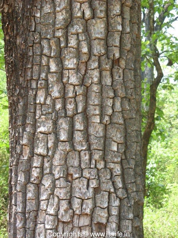 OpieTheDog's tweet photo. Bark http://t.co/qF7mpySSo3