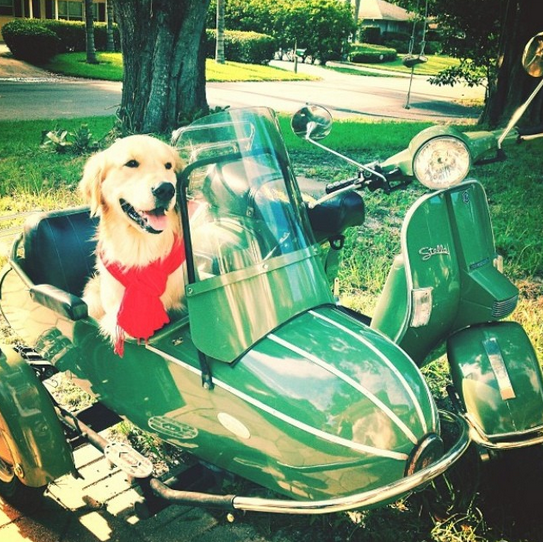 genuinescootco's tweet photo. "Let's scoot!" http://t.co/766BWro7J0 #GenuineScooters #ScooterDogs http://t.co/fSOIMGpjT8