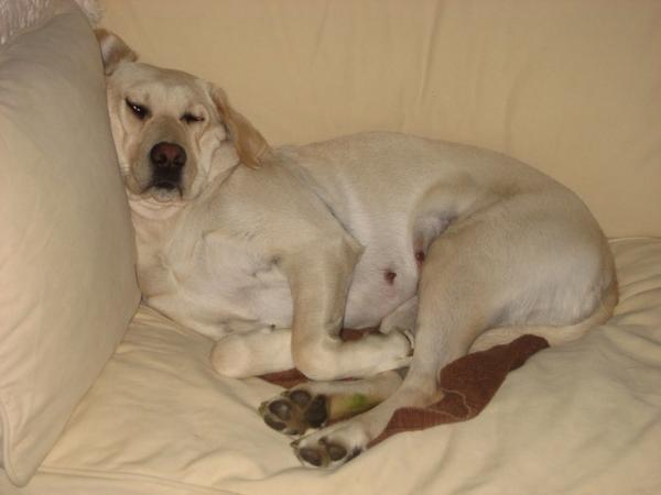 CoolXDogs's tweet photo. Home is where the dog hair sticks to everything but the dog. #dogsarefamily via http://t.co/X1oKtobPvh #woof http://t.co/DK0zsXkkJ8