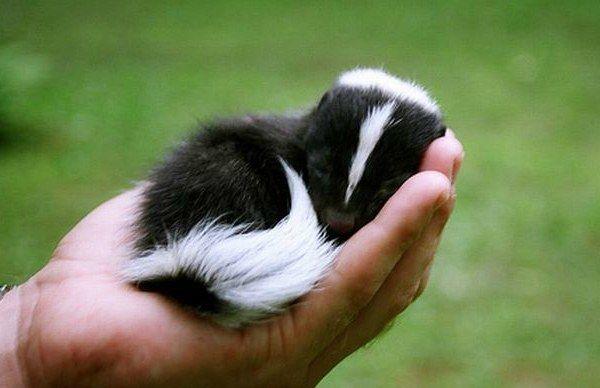 10 tiny animals... Really tiny animals. bit.ly/1c1D5xD