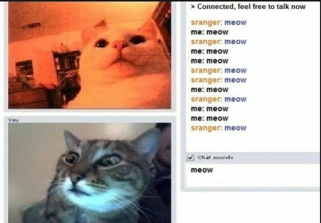 Funny Omegle Chats On Twitter Cat Megle Meow 5prnwny6xq 