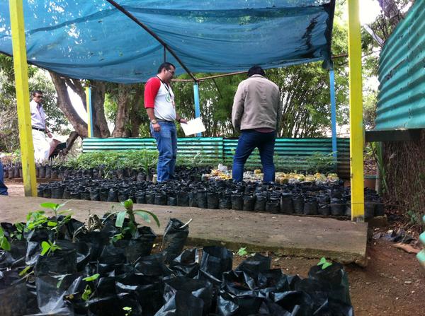 LA MISIÓN ÁRBOL EN EL ESTADO TACHIRA SE PRODUJERON 16.261 PLANTAS TENIENDO UNA META DE 15.000 PARA 5 COMITÉS EDUC.