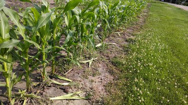 LoneOakFmr's tweet image. Deer pull every tassel, suck sugary juice and waste the rest. #wasters