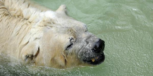 HuffPostCanada's tweet photo. Petition to move "world's saddest" polar bear to Canada gains strength http://t.co/t5dMfzmwRR http://t.co/RefHqq2F0w